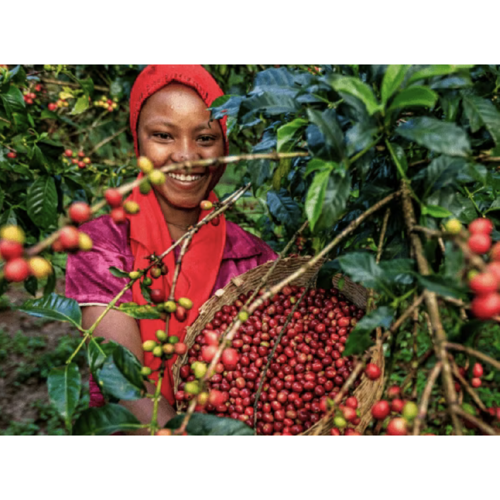 Brazil Fazenda Rodomunho