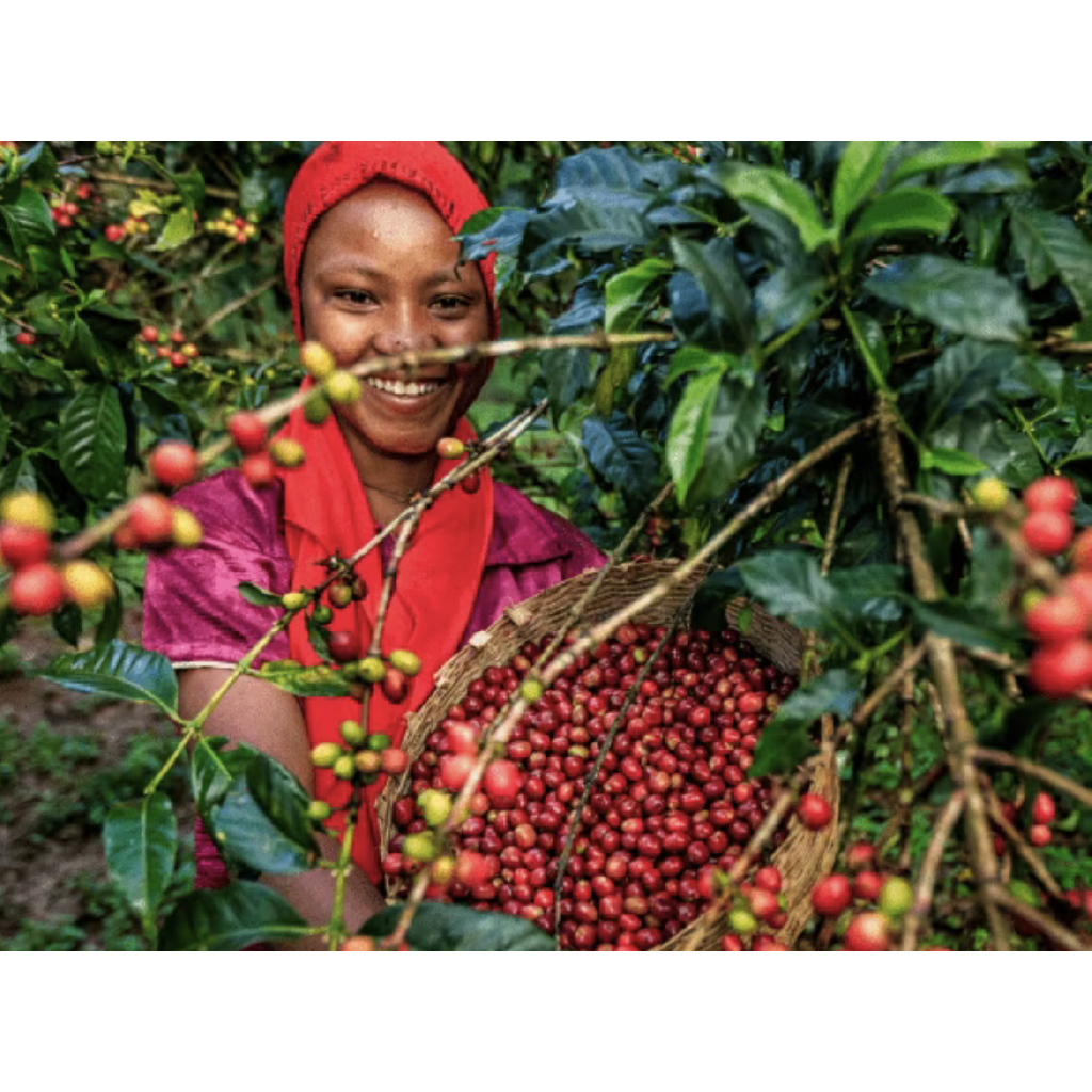 Brazil Fazenda Rodomunho