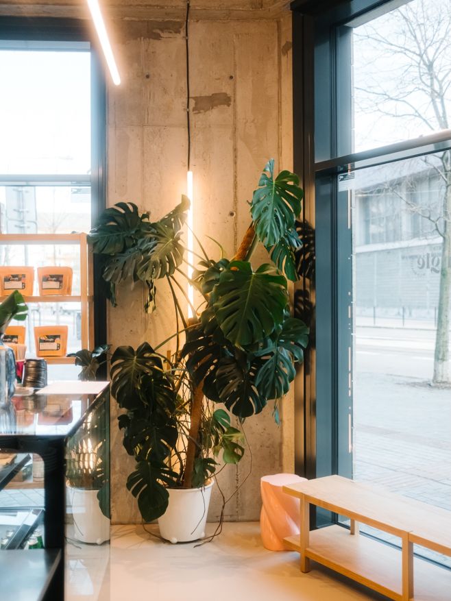 Jungle Blumental je otvorený 🌿☕️🥳 Od dnes nás nájdete aj na Radlinského 47. Počas pracovných dní sme tu 8-17 a sobotu...